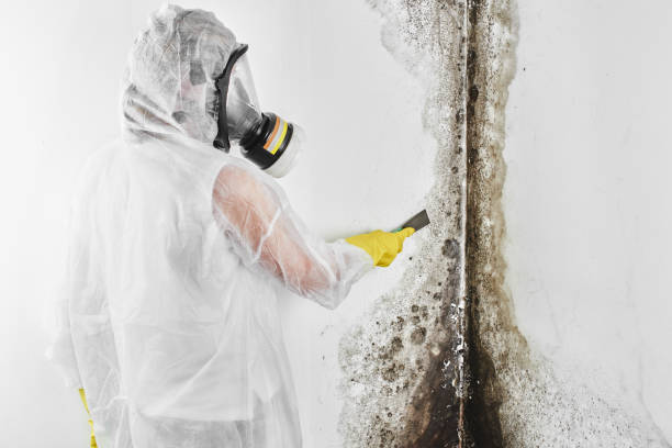 Best Mold Odor Removal Services  in Florida, NY