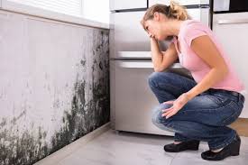 Best Black Mold Removal  in Florida, NY